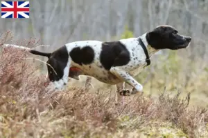 Read more about the article English Pointer breeders and puppies in Great Britain