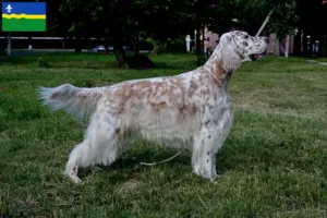 Read more about the article English Setter breeders and puppies in Flevoland