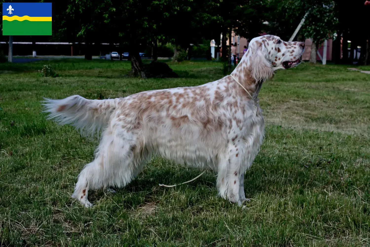 English Setter puppies and breeder Flevoland Find English Setter breeders in Flevoland.