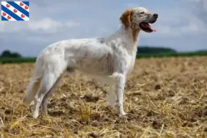 Read more about the article English Setter breeders and puppies in Friesland