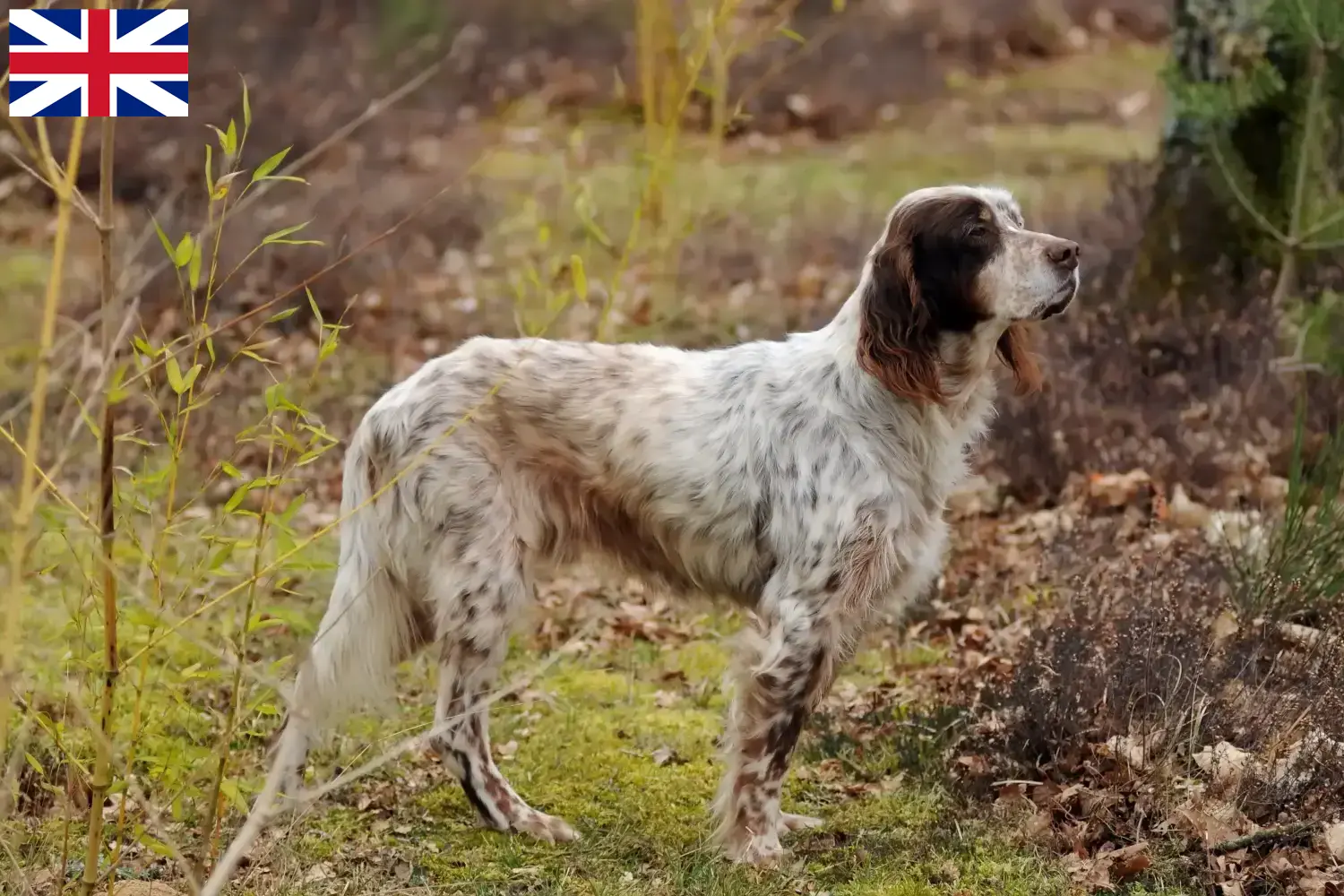 English Setter puppies and breeders Great Britain Here you can find English Setter breeders in Great Britain.