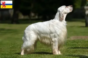 Read more about the article English Setter breeders and puppies in Limburg