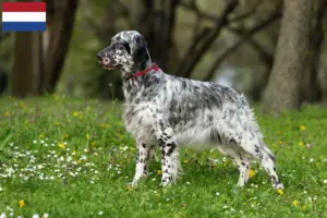 Read more about the article English Setter breeders and puppies in the Netherlands