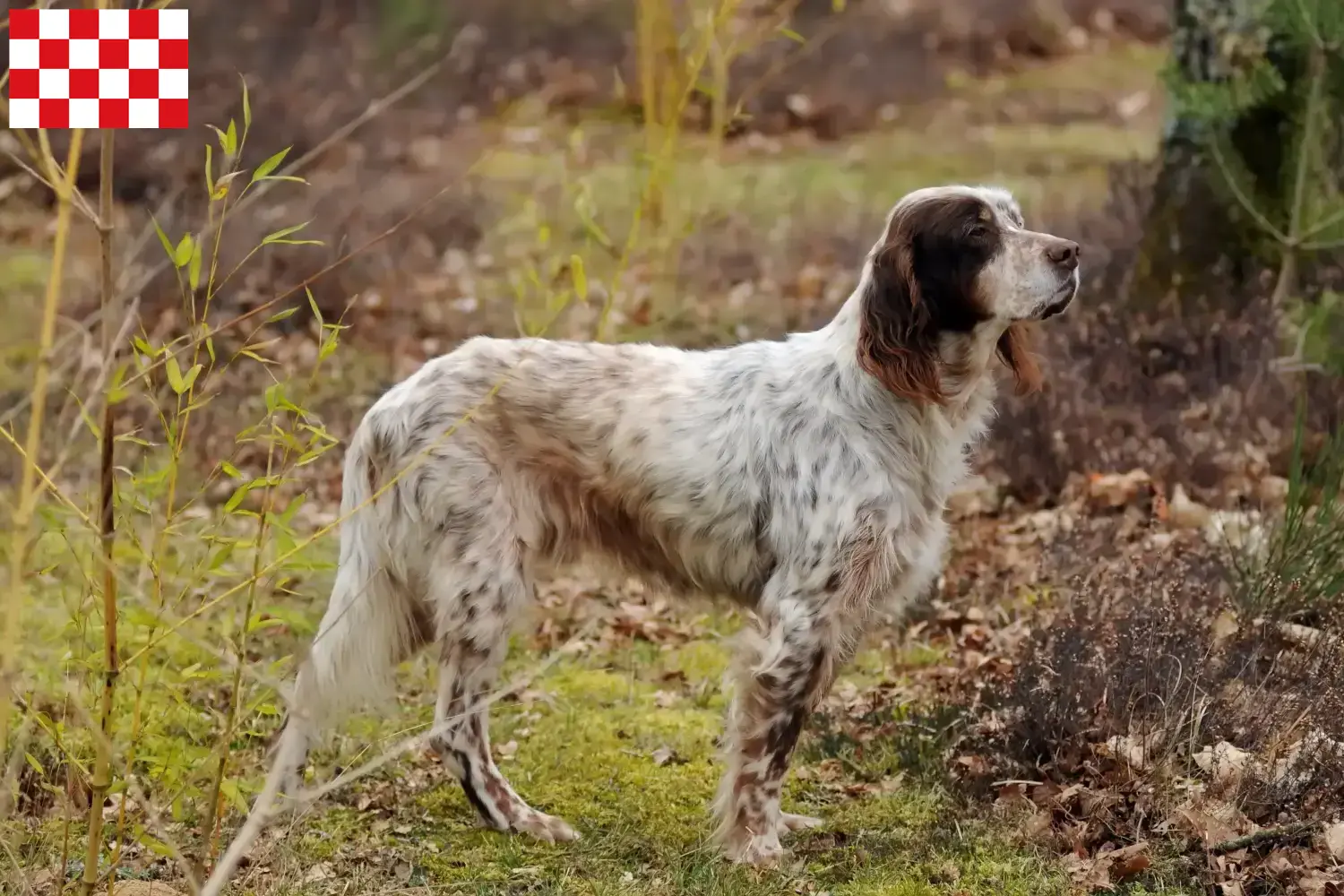 Read more about the article English Setter breeders and puppies in North Brabant