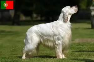 Read more about the article English Setter breeders and puppies in Portugal