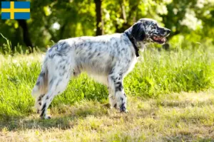 Read more about the article English Setter breeders and puppies in Sweden