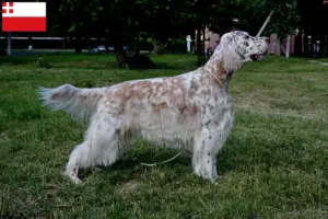 Read more about the article English Setter breeders and puppies in Utrecht
