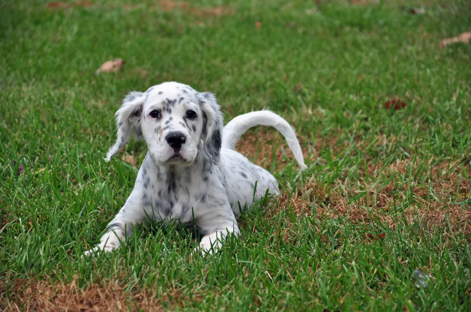 Buying an English Setter puppy means taking responsibility! Buy English Setter puppies.