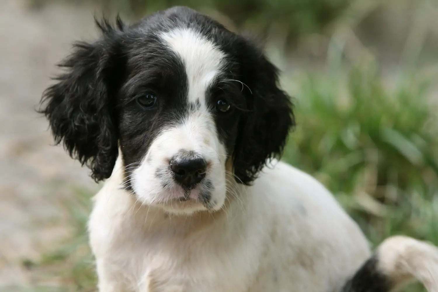 Buying an English Setter puppy means taking responsibility! Buy English Setter puppies.