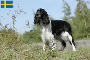 Read more about the article English Springer Spaniel breeders and puppies in Sweden