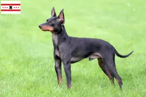 Read more about the article English Toy Terrier breeders and puppies in Drenthe