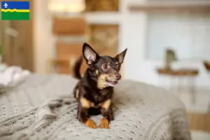 Read more about the article English Toy Terrier breeders and puppies in Flevoland