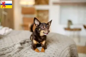 Read more about the article English Toy Terrier breeders and puppies in Limburg
