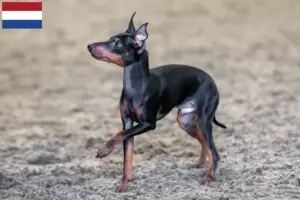 Read more about the article English Toy Terrier breeders and puppies in the Netherlands