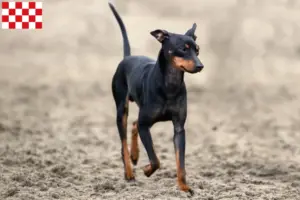 Read more about the article English Toy Terrier breeders and puppies in North Brabant