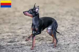 Read more about the article English Toy Terrier breeders and puppies in North Holland
