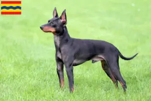 Read more about the article English Toy Terrier breeders and puppies in Overijssel
