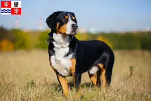 Read more about the article Entlebuch Mountain Dog Breeder and Puppies in Central Bohemia
