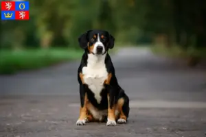 Read more about the article Entlebuch Mountain Dog breeder and puppies in Hradec Králové