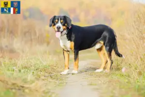 Read more about the article Entlebuch Mountain Dog Breeder and Puppies in Moravia-Silesia