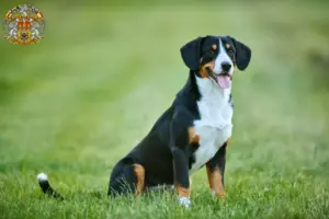 Read more about the article Entlebuch Mountain Dog Breeder and Puppies in Prague