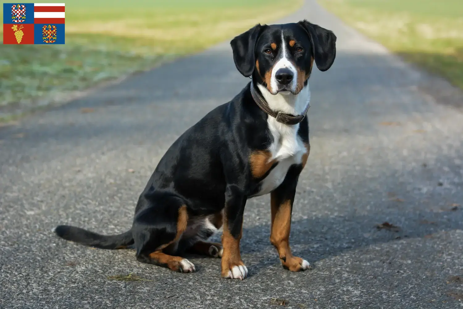 Read more about the article Entlebuch Mountain Dog Breeder and Puppies in South Moravia