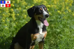 Read more about the article Entlebuch Mountain Dog breeder and puppies in Vysočina