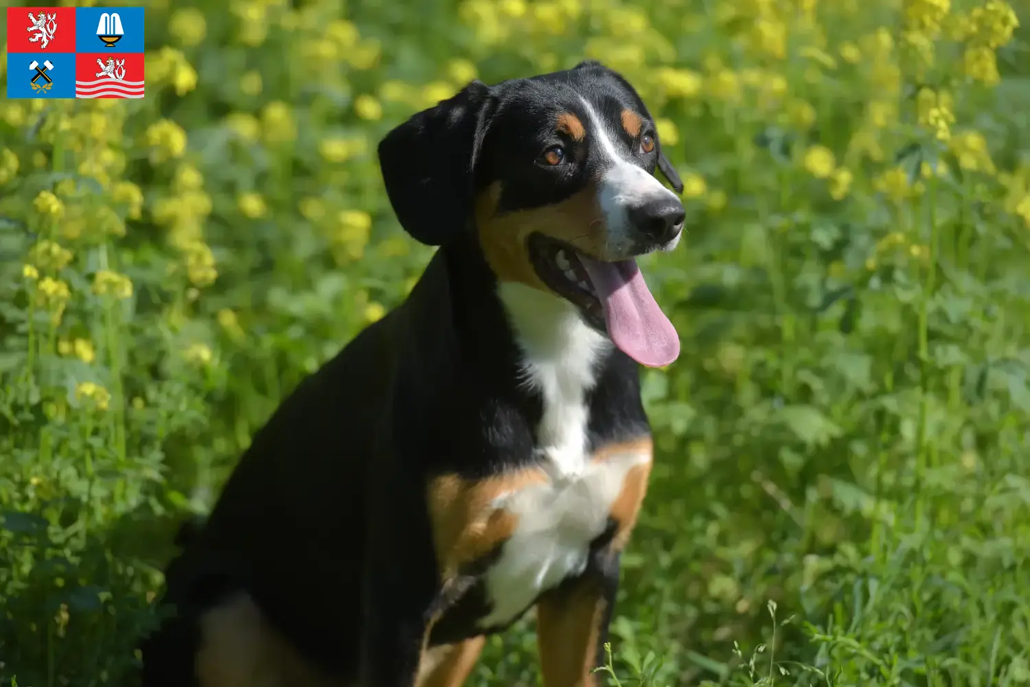 Entlebucher Mountain Dog puppies and breeders Karlsbad Here you can find Entlebucher Mountain Dog breeders in Karlsbad.