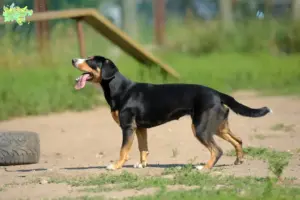 Read more about the article Entlebuch Mountain Dog breeder and puppies in Midtjylland