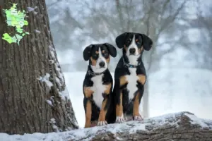 Read more about the article Entlebuch Mountain Dog Breeder and Puppies in Sjælland