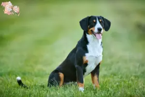 Read more about the article Entlebucher Mountain Dog Breeder and Puppies in Syddanmark