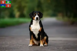 Read more about the article Entlebuch Mountain Dog breeder and puppies in Ústí