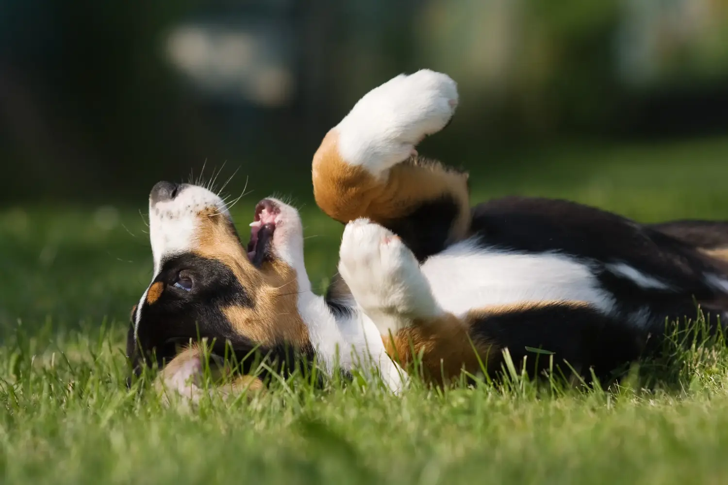 Buying an Entlebuch Mountain Dog puppy means taking responsibility! Buy Entlebuch Mountain Dog puppies.