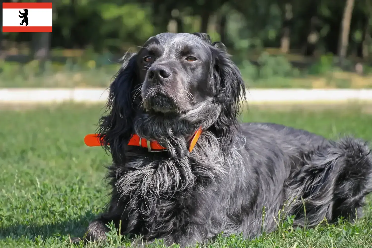 Read more about the article Epagneul Bleu de Picardie breeders and puppies in Berlin
