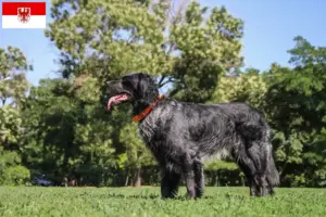 Read more about the article Epagneul Bleu de Picardie breeders and puppies in Brandenburg