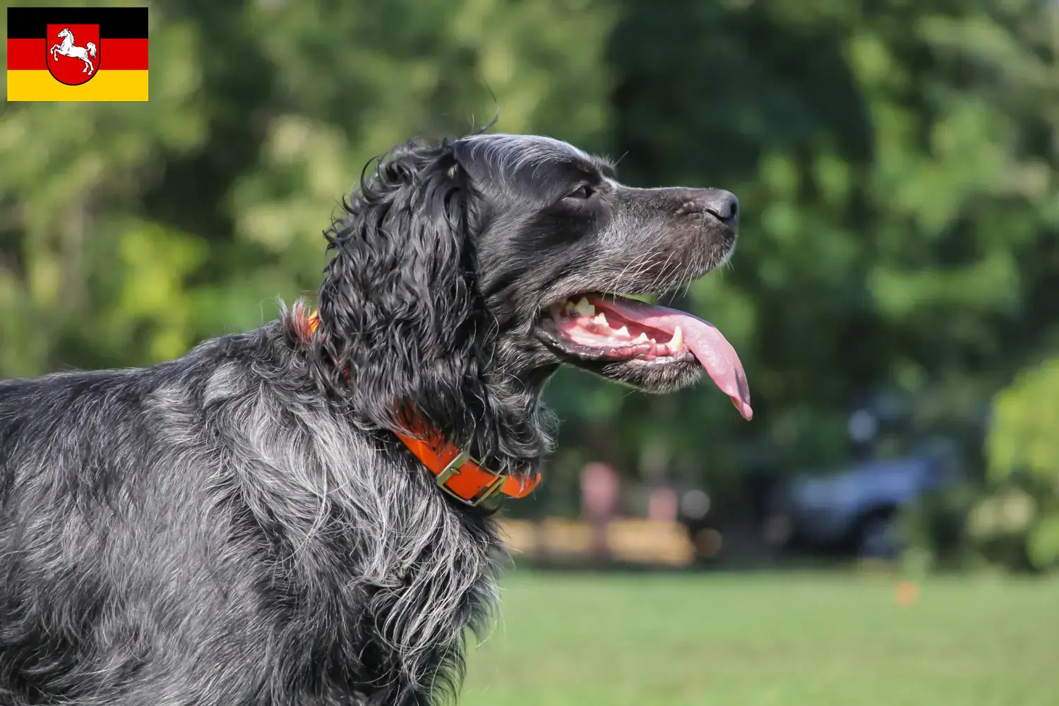 Read more about the article Epagneul Bleu de Picardie breeders and puppies in Lower Saxony