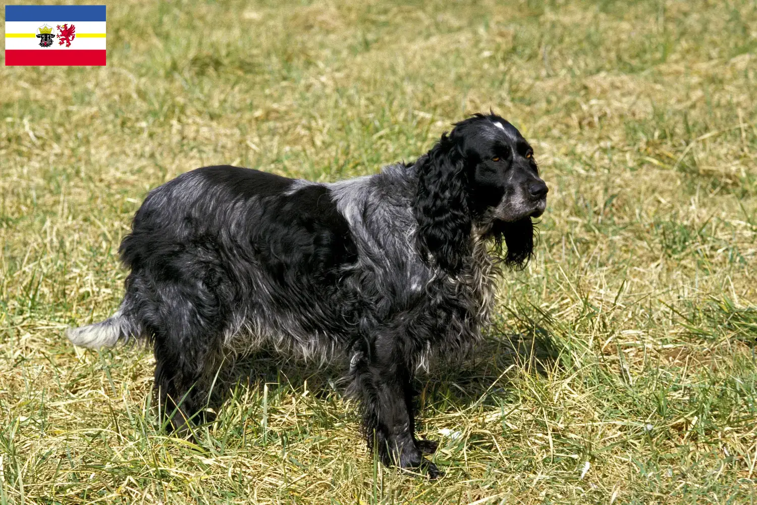 Epagneul Bleu de Picardie puppies and breeders Mecklenburg-Vorpommern Here you can find Epagneul Bleu de Picardies breeders in Mecklenburg-Vorpommern.