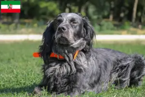Read more about the article Epagneul Bleu de Picardie breeders and puppies in North Rhine-Westphalia