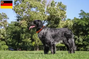 Read more about the article Epagneul Bleu de Picardie breeders and puppies in Rhineland-Palatinate