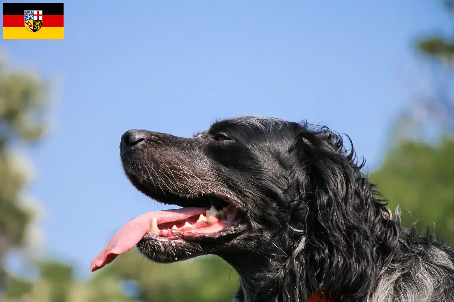 Read more about the article Epagneul Bleu de Picardie breeders and puppies in Saarland