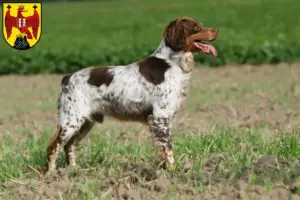 Read more about the article Epagneul Breton breeders and puppies in Burgenland