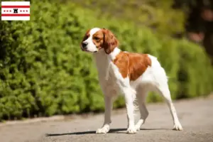 Read more about the article Epagneul Breton breeders and puppies in Drenthe