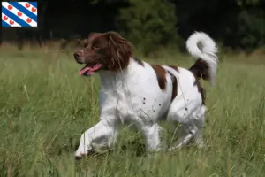 Read more about the article Epagneul Breton breeders and puppies in Friesland