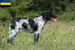 Read more about the article Epagneul Breton breeders and puppies in Gelderland