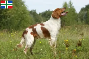 Read more about the article Epagneul Breton breeders and puppies in Groningen