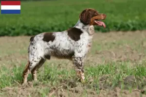 Read more about the article Epagneul Breton breeders and puppies in the Netherlands