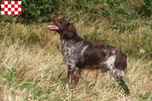 Read more about the article Epagneul Breton breeders and puppies in North Brabant