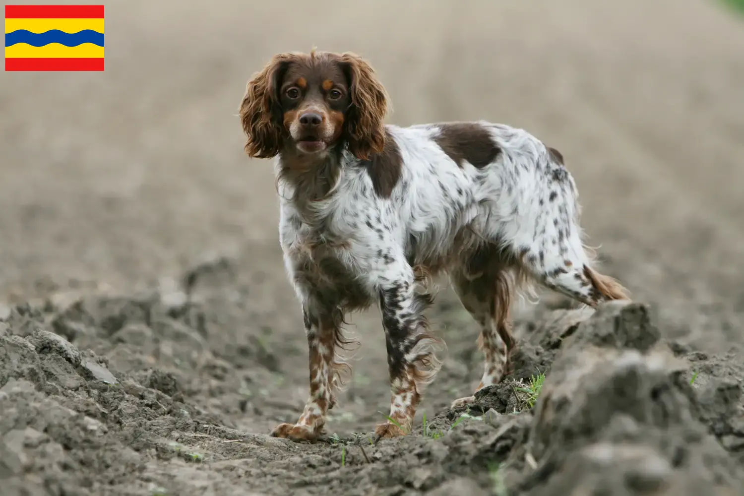 Read more about the article Epagneul Breton breeders and puppies in Overijssel