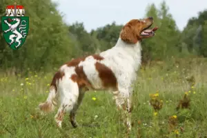Read more about the article Epagneul Breton breeders and puppies in Styria