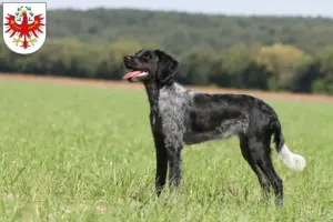 Read more about the article Epagneul Breton breeders and puppies in Tirol